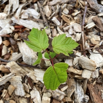 Unverified Other Tree at Hackett, ACT - Yesterday by waltraud