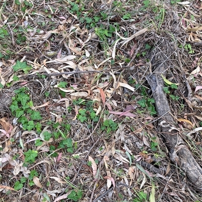 Hedera sp. at Hackett, ACT - Yesterday by waltraud