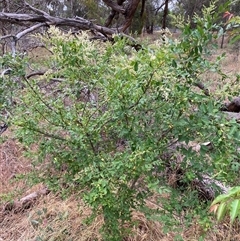 Ligustrum sinense at Hackett, ACT - Yesterday by waltraud