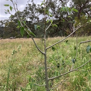 Celtis australis at Hackett, ACT - Yesterday by waltraud