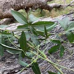 Unverified Climbers at Hackett, ACT - Yesterday by waltraud