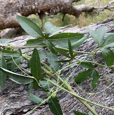 Unverified Climbers at Hackett, ACT - Yesterday by waltraud