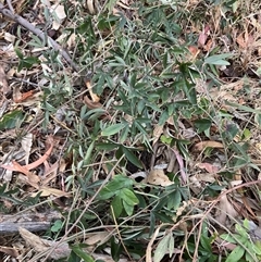 Unverified Climbers at Hackett, ACT - Yesterday by waltraud