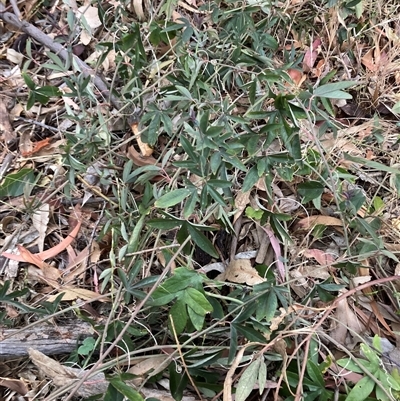 Unverified Climbers at Hackett, ACT - Yesterday by waltraud