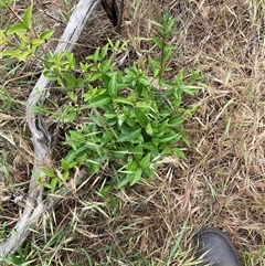 Ligustrum lucidum at Hackett, ACT - Yesterday by waltraud
