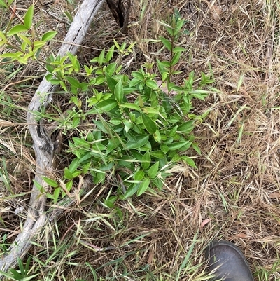 Ligustrum lucidum at Hackett, ACT - Yesterday by waltraud