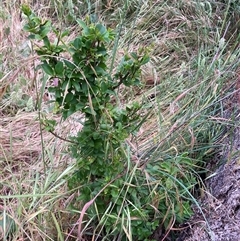 Ligustrum sinense at Hackett, ACT - Yesterday by waltraud