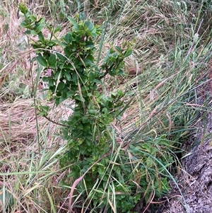 Ligustrum sinense at Hackett, ACT - Yesterday by waltraud