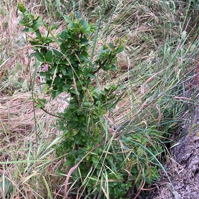 Ligustrum sinense at Hackett, ACT - Yesterday by waltraud