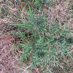 Cirsium vulgare at Hackett, ACT - Yesterday by waltraud
