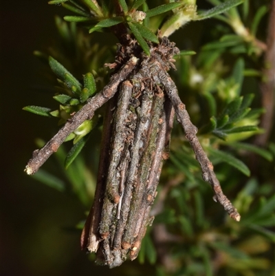 Clania (genus) (A case moth) at Jerrabomberra, NSW - Yesterday by DianneClarke