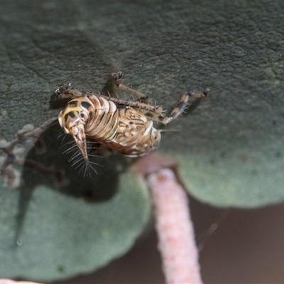 Brunotartessus fulvus (Yellow-headed Leafhopper) at Campbell, ACT - 18 Nov 2025 by AlisonMilton