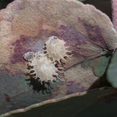 Cardiaspina sp. (genus) at Campbell, ACT - 18 Nov 2025 by AlisonMilton