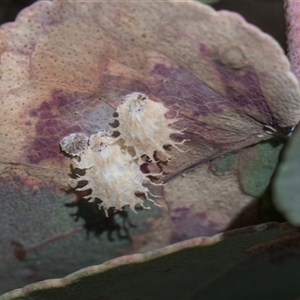Cardiaspina sp. (genus) (Lace or Basket lerp) at Campbell, ACT - 18 Nov 2025 by AlisonMilton