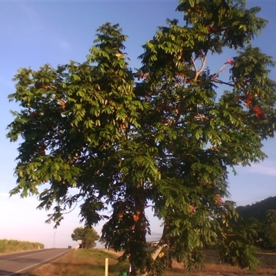 Castanospermum australe (Black Bean, Moreton Bay Chestnut) at Killaloe, QLD - 19 Sep 2014 by JasonPStewart