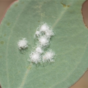 Glycaspis sp. (genus) (Unidentified sugary lerp) at Campbell, ACT - 18 Nov 2025 by AlisonMilton