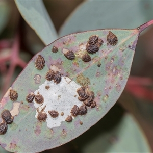 Spondyliaspis plicatuloides (Shell Lerps) at Campbell, ACT - 19 Nov 2025 by AlisonMilton