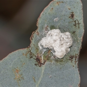 Glycaspis sp. (genus) at Campbell, ACT - 19 Nov 2025 by AlisonMilton