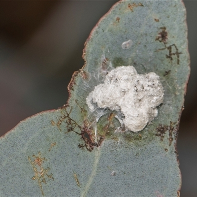Glycaspis sp. (genus) at Campbell, ACT - 19 Nov 2025 by AlisonMilton