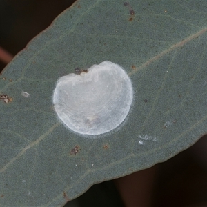 Hyalinaspis pallidinota at Campbell, ACT - 19 Nov 2025 by AlisonMilton