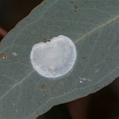 Hyalinaspis pallidinota at Campbell, ACT - 19 Nov 2025 by AlisonMilton