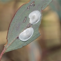 Hyalinaspis pallidinota at Campbell, ACT - 18 Nov 2025 by AlisonMilton