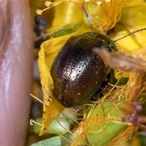 Chrysolina quadrigemina (Greater St Johns Wort beetle) at Campbell, ACT - 18 Nov 2025 by AlisonMilton