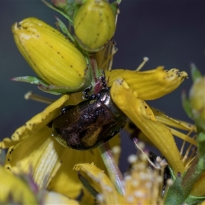 Chrysolina quadrigemina (Greater St Johns Wort beetle) at Campbell, ACT - 19 Nov 2025 by AlisonMilton