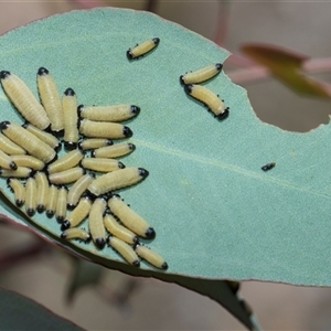 Paropsisterna cloelia (Eucalyptus variegated beetle) at Campbell, ACT - 18 Nov 2025 by AlisonMilton