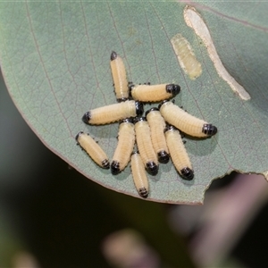 Paropsisterna cloelia (Eucalyptus variegated beetle) at Campbell, ACT - 18 Nov 2025 by AlisonMilton