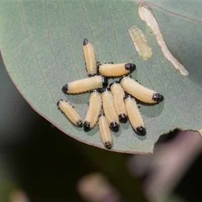 Paropsisterna cloelia (Eucalyptus variegated beetle) at Campbell, ACT - 18 Nov 2025 by AlisonMilton