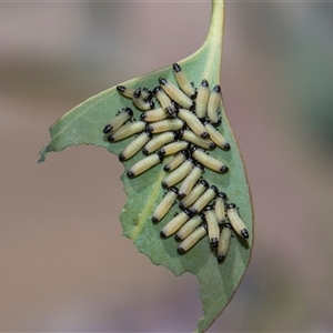 Paropsisterna cloelia (Eucalyptus variegated beetle) at Campbell, ACT - 18 Nov 2025 by AlisonMilton
