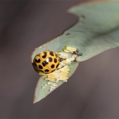 Paropsisterna cloelia (Eucalyptus variegated beetle) at Campbell, ACT - 18 Nov 2025 by AlisonMilton
