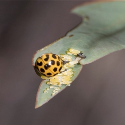 Paropsisterna cloelia (Eucalyptus variegated beetle) at Campbell, ACT - 18 Nov 2025 by AlisonMilton