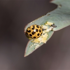 Harmonia conformis (Common Spotted Ladybird) at Campbell, ACT - 18 Nov 2025 by AlisonMilton