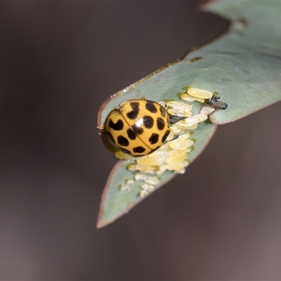 Harmonia conformis (Common Spotted Ladybird) at Campbell, ACT - 18 Nov 2025 by AlisonMilton
