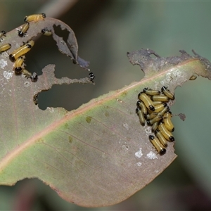 Paropsisterna cloelia (Eucalyptus variegated beetle) at Campbell, ACT - 18 Nov 2025 by AlisonMilton