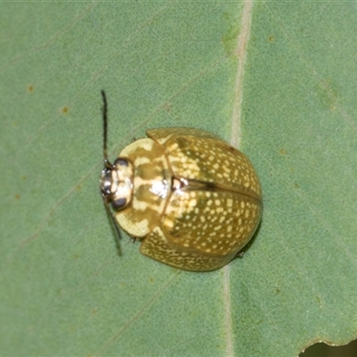 Paropsisterna cloelia (Eucalyptus variegated beetle) at Campbell, ACT - 19 Nov 2025 by AlisonMilton