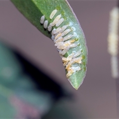 Paropsisterna cloelia (Eucalyptus variegated beetle) at Campbell, ACT - 19 Nov 2025 by AlisonMilton