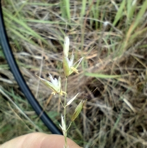 Arrhenatherum elatius at Isaacs, ACT - 28 Nov 2023 by MilesKeighley2