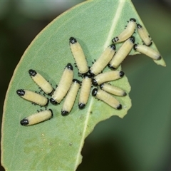 Paropsisterna cloelia (Eucalyptus variegated beetle) at Campbell, ACT - 19 Nov 2025 by AlisonMilton