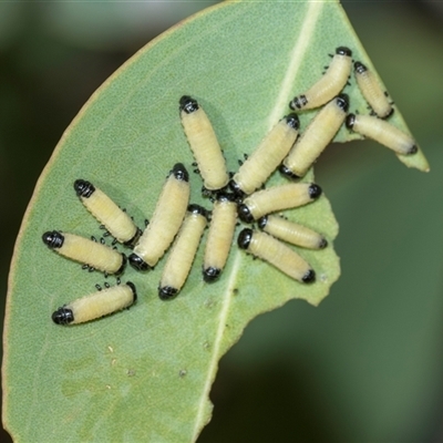 Paropsisterna cloelia (Eucalyptus variegated beetle) at Campbell, ACT - 19 Nov 2025 by AlisonMilton