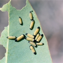 Paropsisterna cloelia (Eucalyptus variegated beetle) at Campbell, ACT - 19 Nov 2025 by AlisonMilton