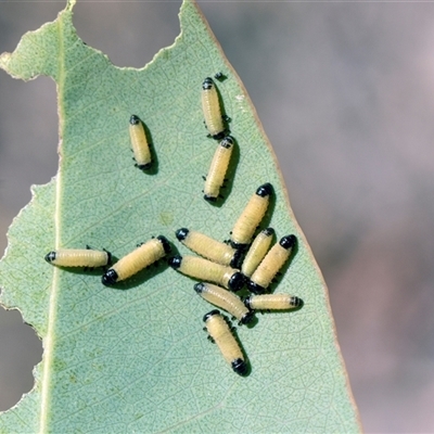 Paropsisterna cloelia (Eucalyptus variegated beetle) at Campbell, ACT - 19 Nov 2025 by AlisonMilton