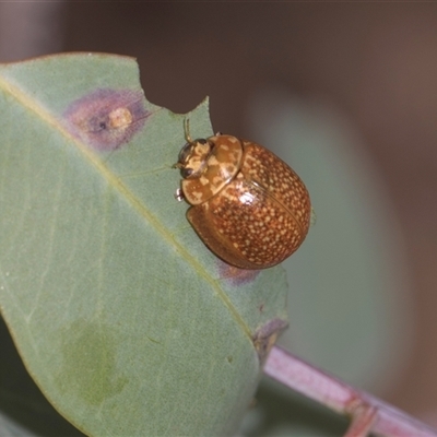 Paropsisterna cloelia (Eucalyptus variegated beetle) at Campbell, ACT - 19 Nov 2025 by AlisonMilton