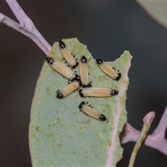 Paropsisterna cloelia (Eucalyptus variegated beetle) at Campbell, ACT - 19 Nov 2025 by AlisonMilton