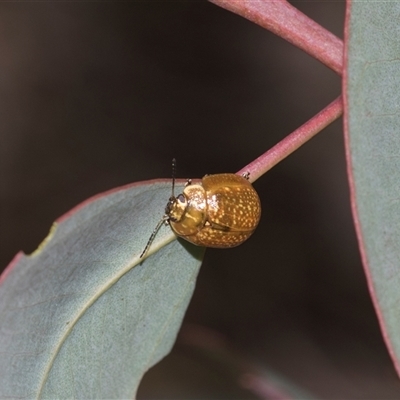 Paropsisterna cloelia (Eucalyptus variegated beetle) at Campbell, ACT - 19 Nov 2025 by AlisonMilton