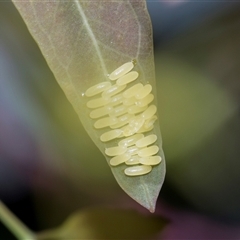 Paropsisterna cloelia (Eucalyptus variegated beetle) at Campbell, ACT - 19 Nov 2025 by AlisonMilton