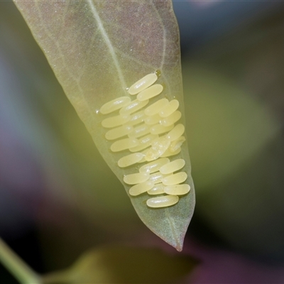 Paropsisterna cloelia (Eucalyptus variegated beetle) at Campbell, ACT - 19 Nov 2025 by AlisonMilton