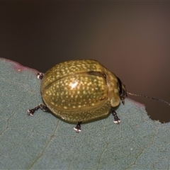 Paropsisterna cloelia (Eucalyptus variegated beetle) at Campbell, ACT - 19 Nov 2025 by AlisonMilton